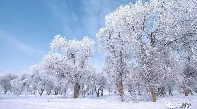 雪后的胡杨林,私藏了最美的冬季!