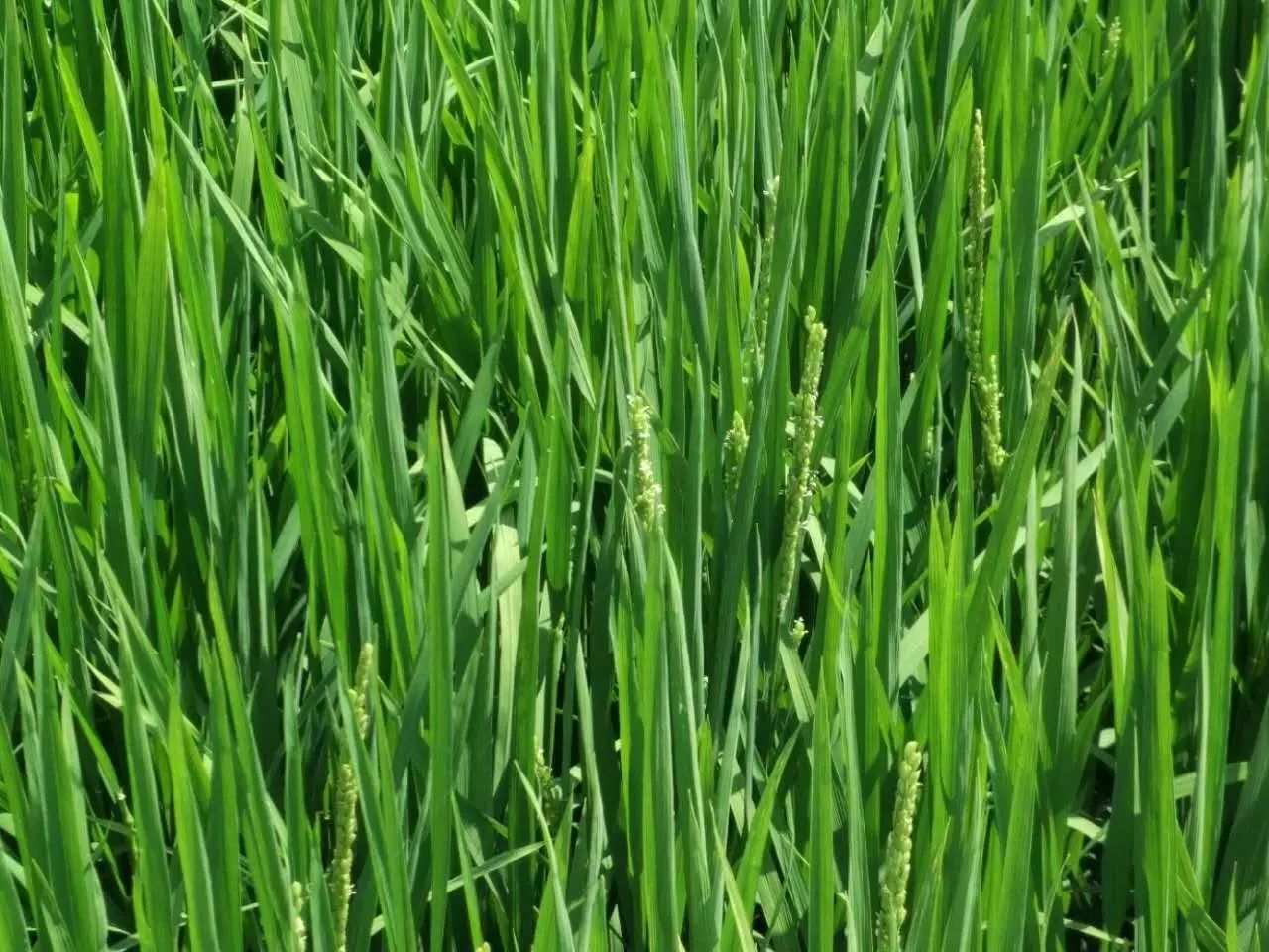 水稻扬花期的管理