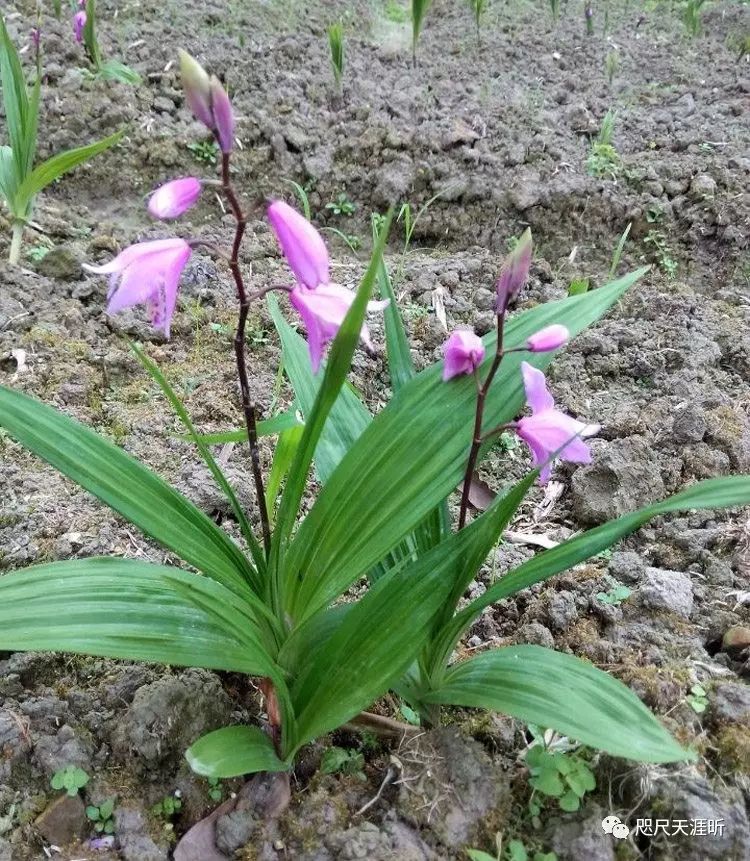 白芨又名连及草,甘根,白给,箬兰,朱兰,用于收敛止血消肿生肌