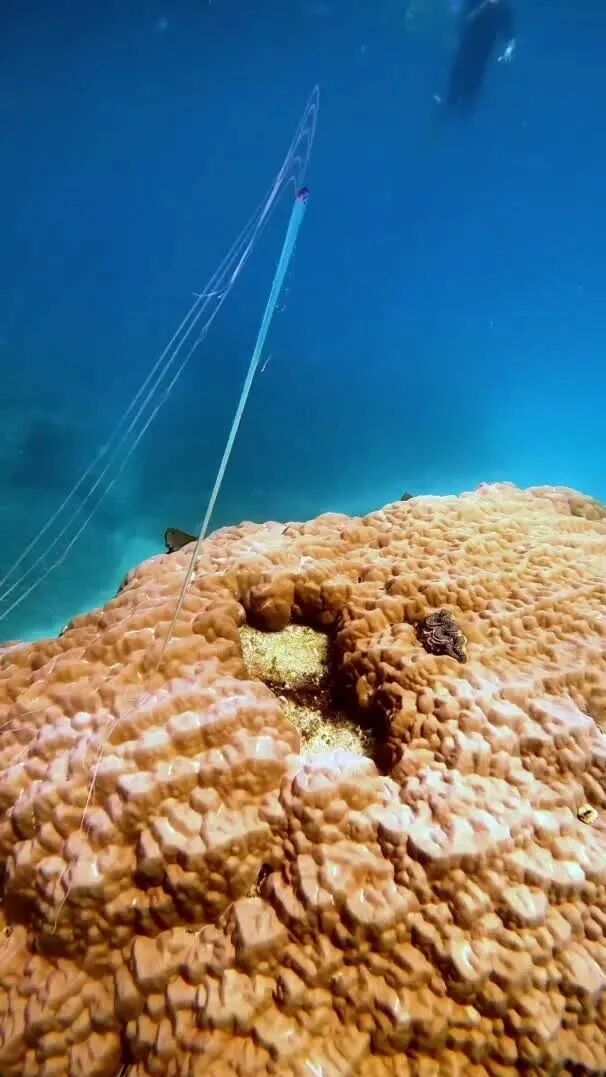 实拍 ▪ 幼年的皇带鱼长这样