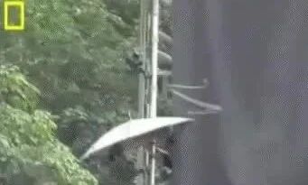 实拍 ▪ 会飞的蛇