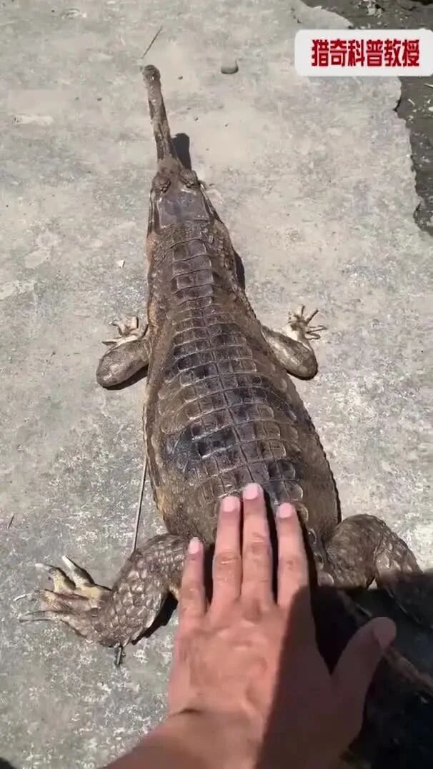 实拍 ▪ 调戏鳄鱼被咬