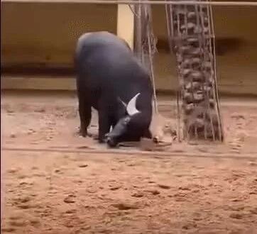 实拍 ▪ 牛牛帮龟翻身