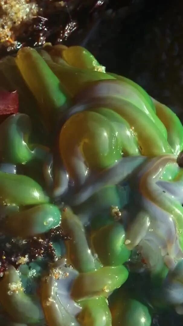 实拍 ▪ 一坨海葵