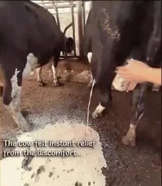 实拍 ▪ 放掉奶牛腿上巨大的脓肿-1