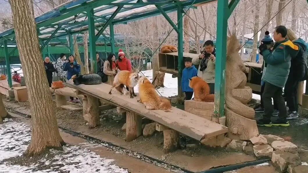 实拍 ▪ 原来狐狸吵架这么可爱