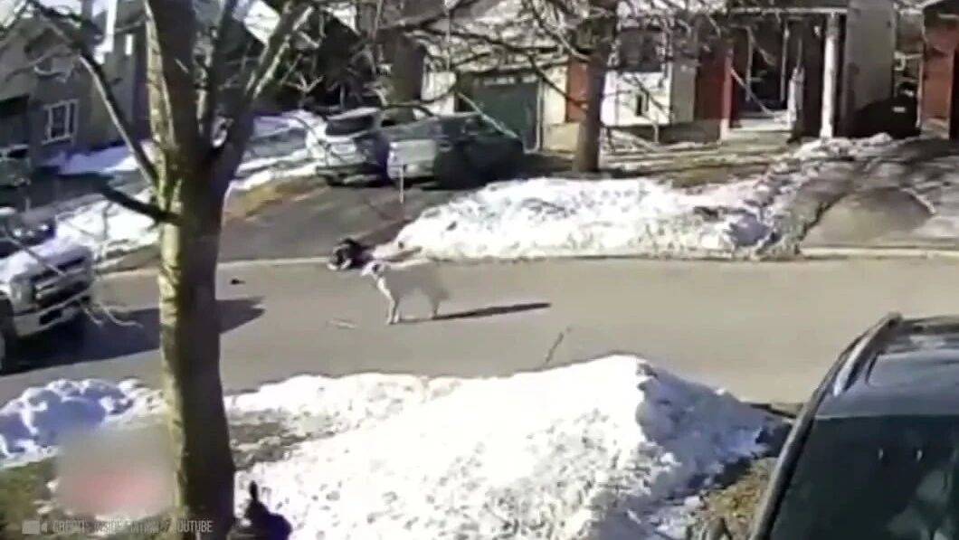 实拍 ▪ 35个拯救他人的动物-1