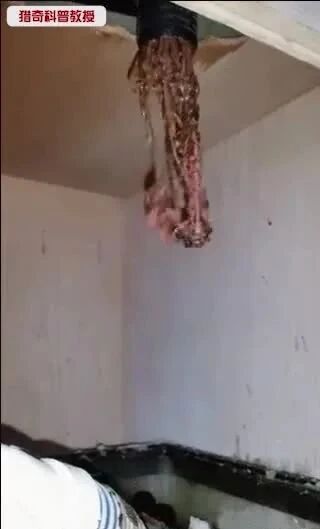 实拍 ▪ 堵在水族箱里的蠕虫