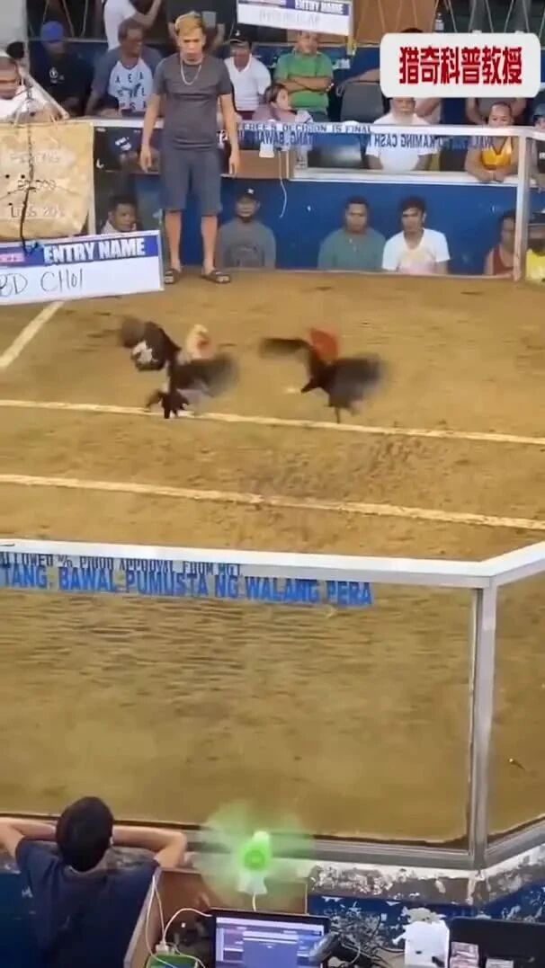 实拍 ▪ 斗鸡比赛现场