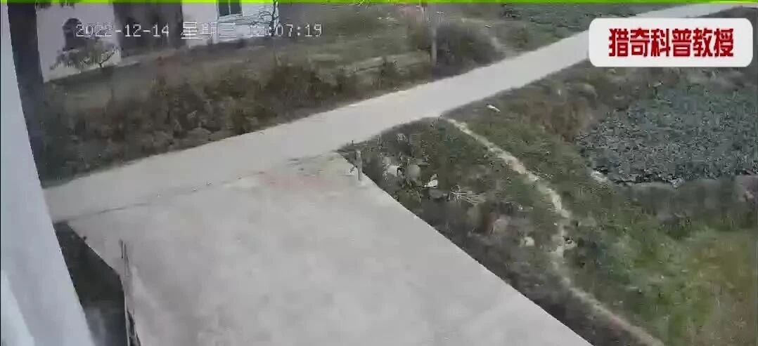 实拍 ▪ 老人慢慢骑电动三轮掉进沟里