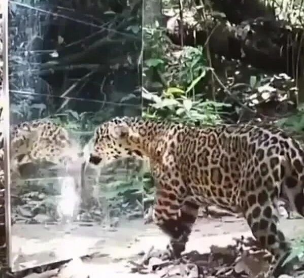 实拍 ▪ 野生动物们第一次照镜子是什么反应？