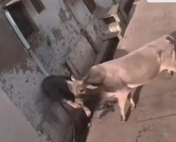 实拍 ▪ 被路过的牛偷袭顶翻