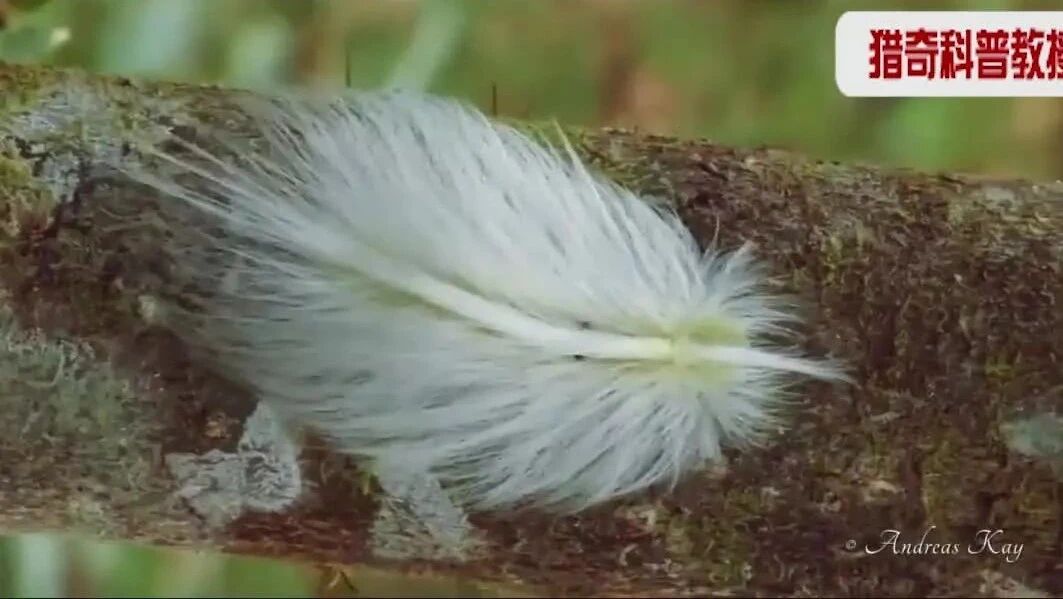 实拍 ▪ 来自厄瓜多尔的仿羽毛毛毛虫