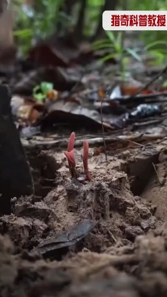 实拍 ▪ 泰国网友在野外挖虫草全过程