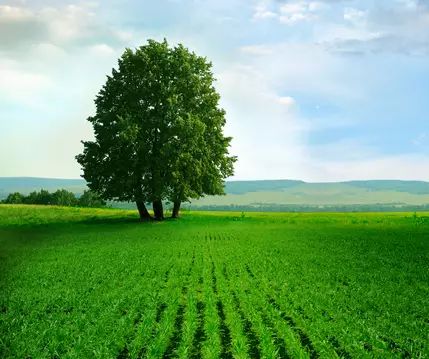 什么是有机食品_个人pos机有一清机吗_全电炒板栗机 食品商务网产品