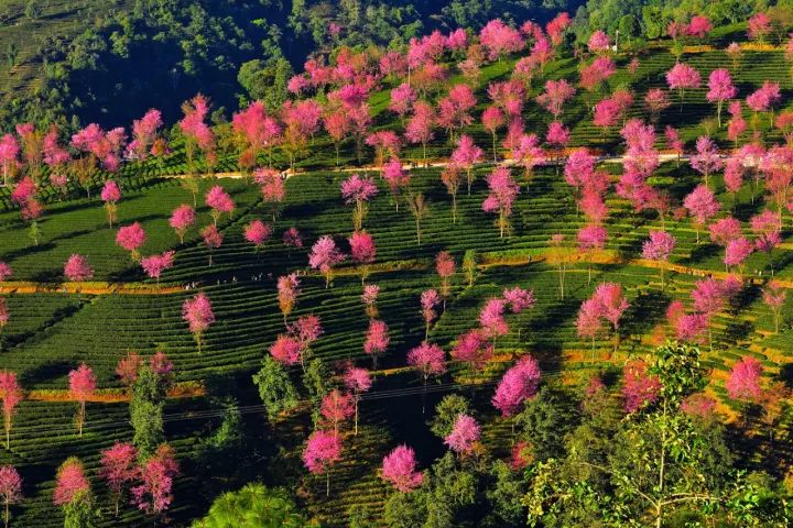 无量山樱花谷.