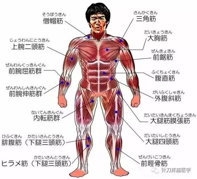 人体肌肉群对应的痛点解析