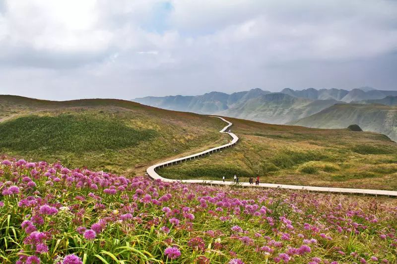 云蒸雾绕中的大韭菜坪,紫色花海更是万分娇媚.