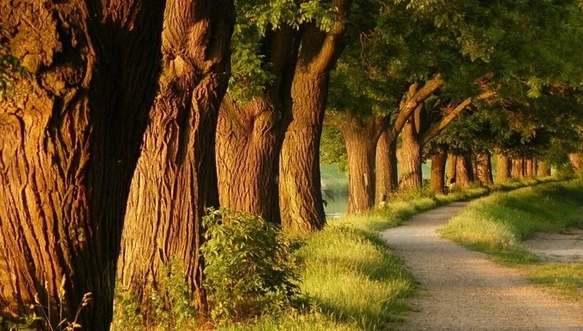 收录于合集⭐世界名曲20首主题联奏，千古不朽的华丽乐章！