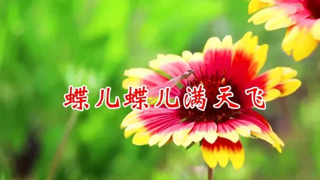 收录于合集⭐深情的大提琴《蝶儿蝶儿满天飞》