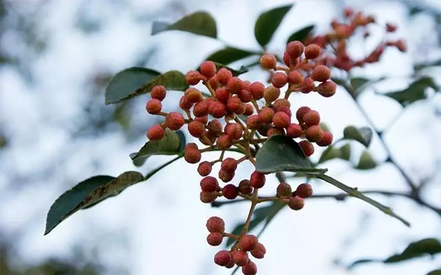 这款花椒,央视免费给他做广告! 这款花椒,央视免费给他做广告!
