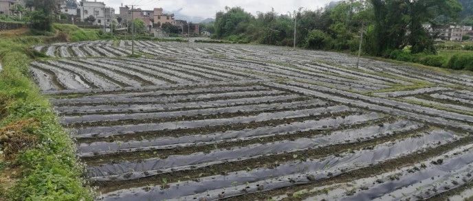 燕塘镇黄宝村:集体经济添活力 香芋产业创增收