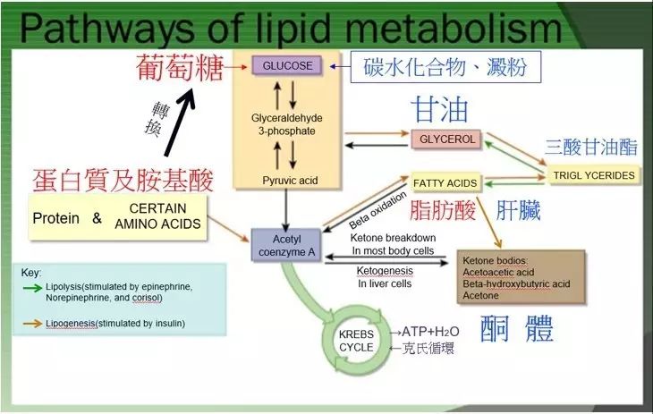 脂质代谢途径图