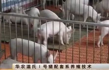 【在线观看】华农温氏1号猪配套系，全国都能养！