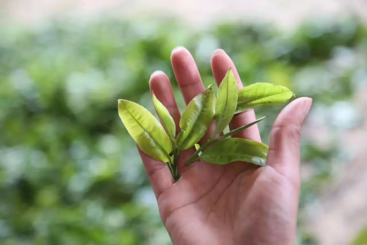 陈升号大树茶之旅|带你领略茶源产地之魅力