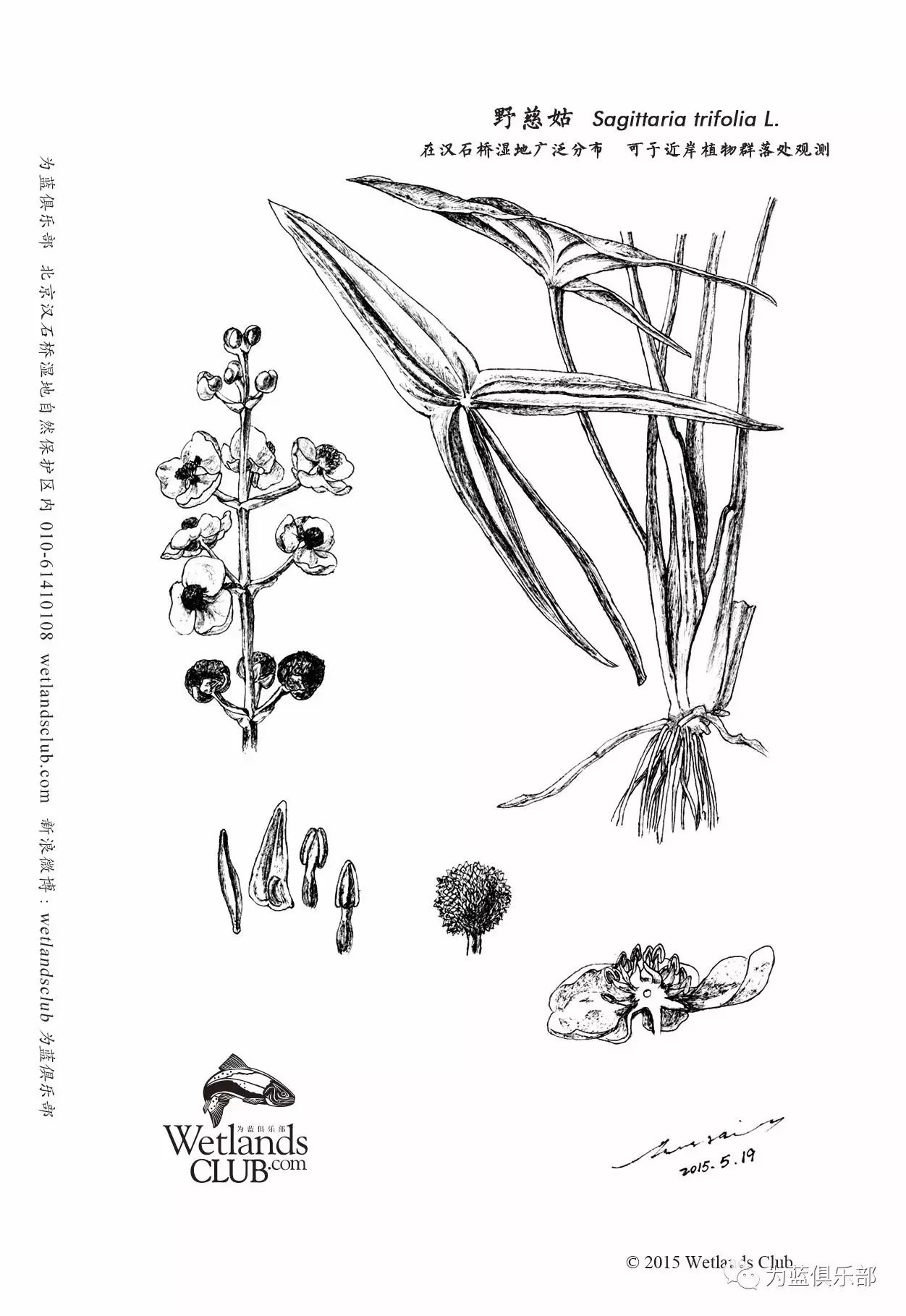 2015《湿地植物:野慈姑》手绘:小辉