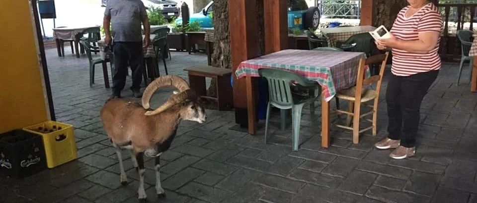 塞浦路斯最大的动物闯进了咖啡馆