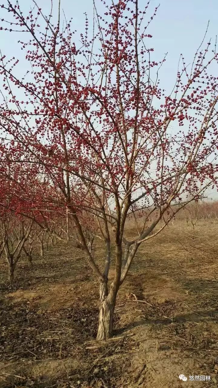 单干式金银木