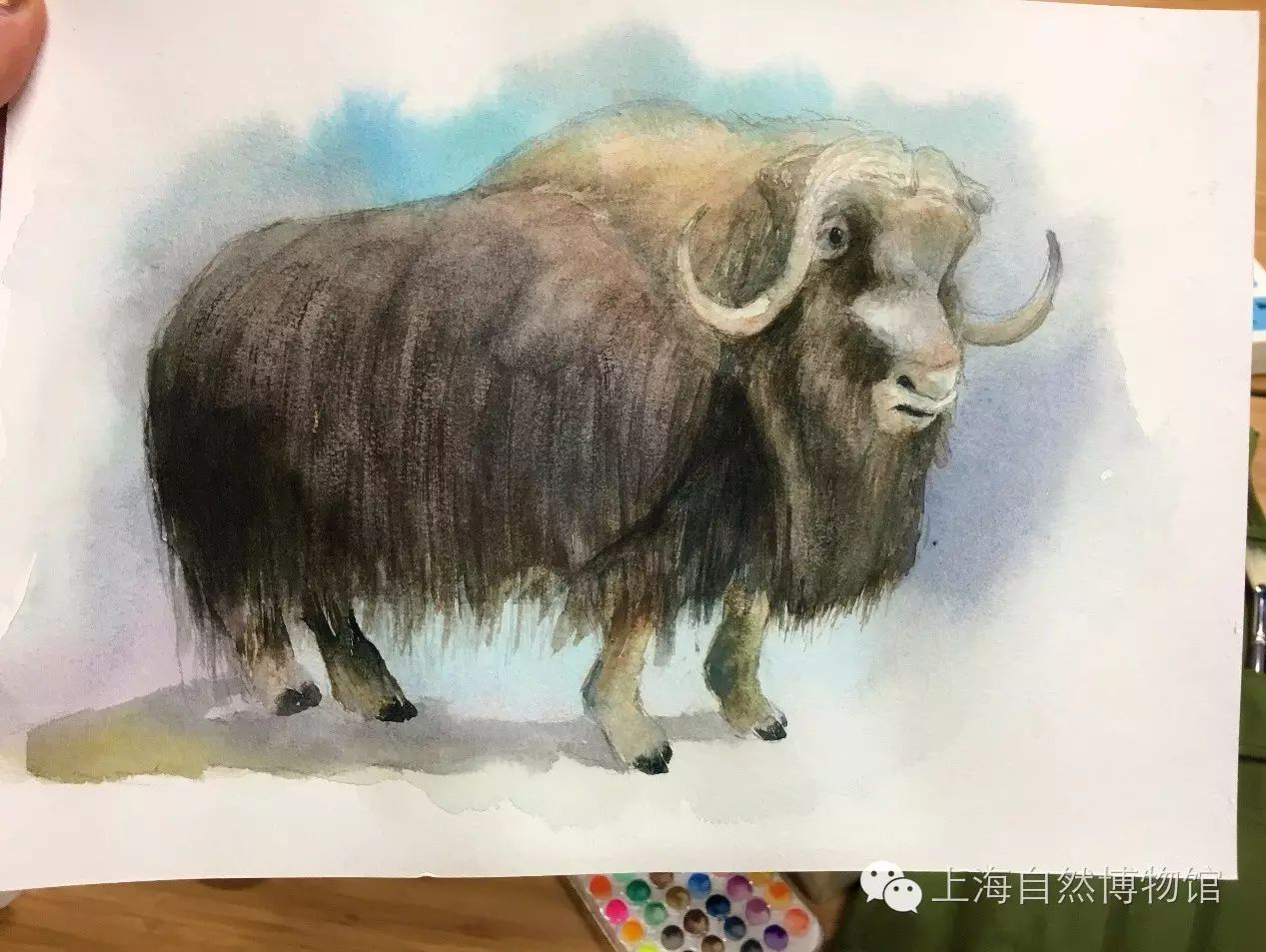 【笔记自博】涂绘教程之麝牛篇