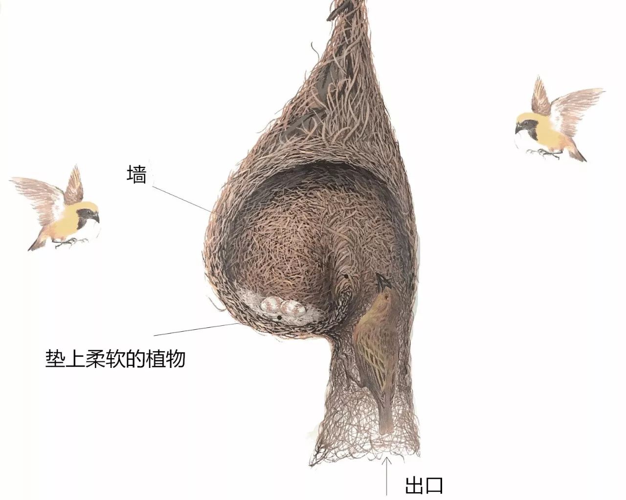 如果说黄胸织布鸟