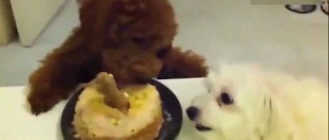 小奶狗腿短只能眼睁睁看着泰迪吃蛋糕，都快急哭了！