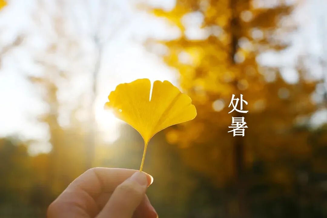 今日处暑 | 风过秋凉，一念秋安！