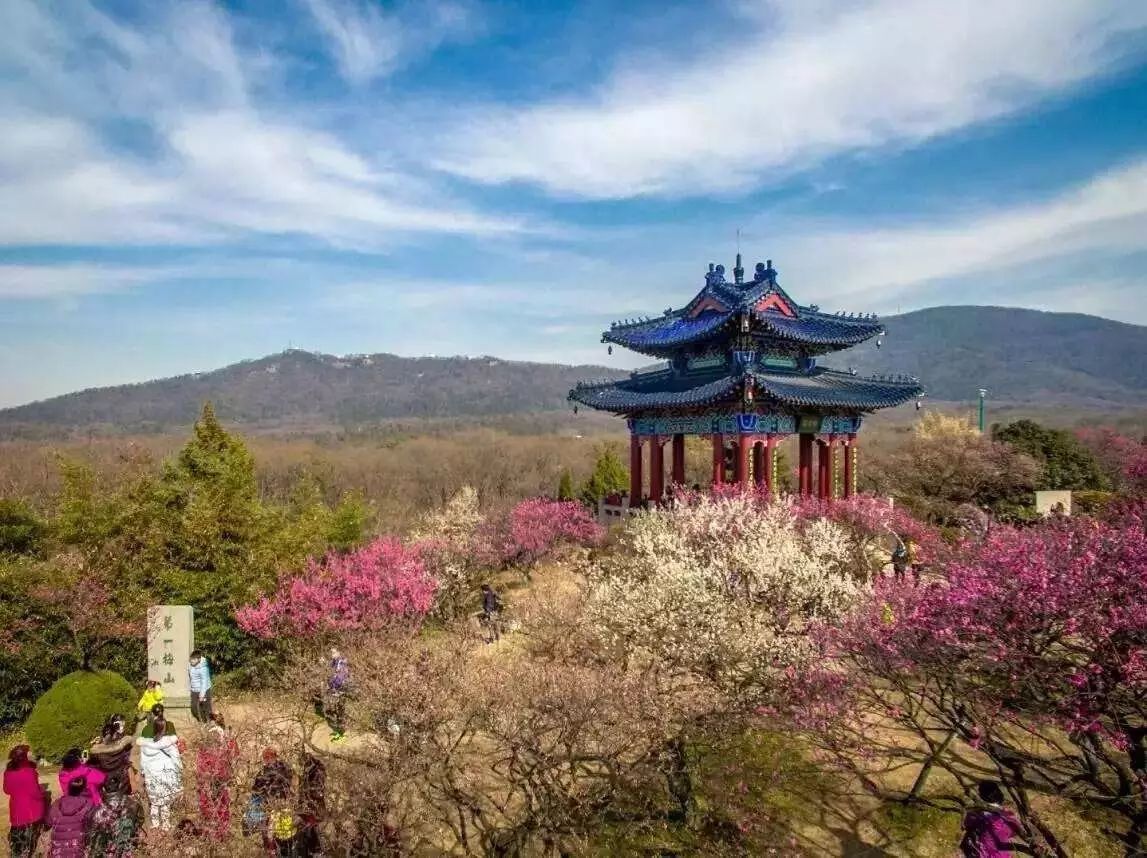 发现南京之美——春赏梅花山plum blossom hill in spring