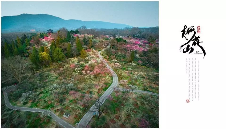 发现南京之美——春赏梅花山plum blossom hill in spring