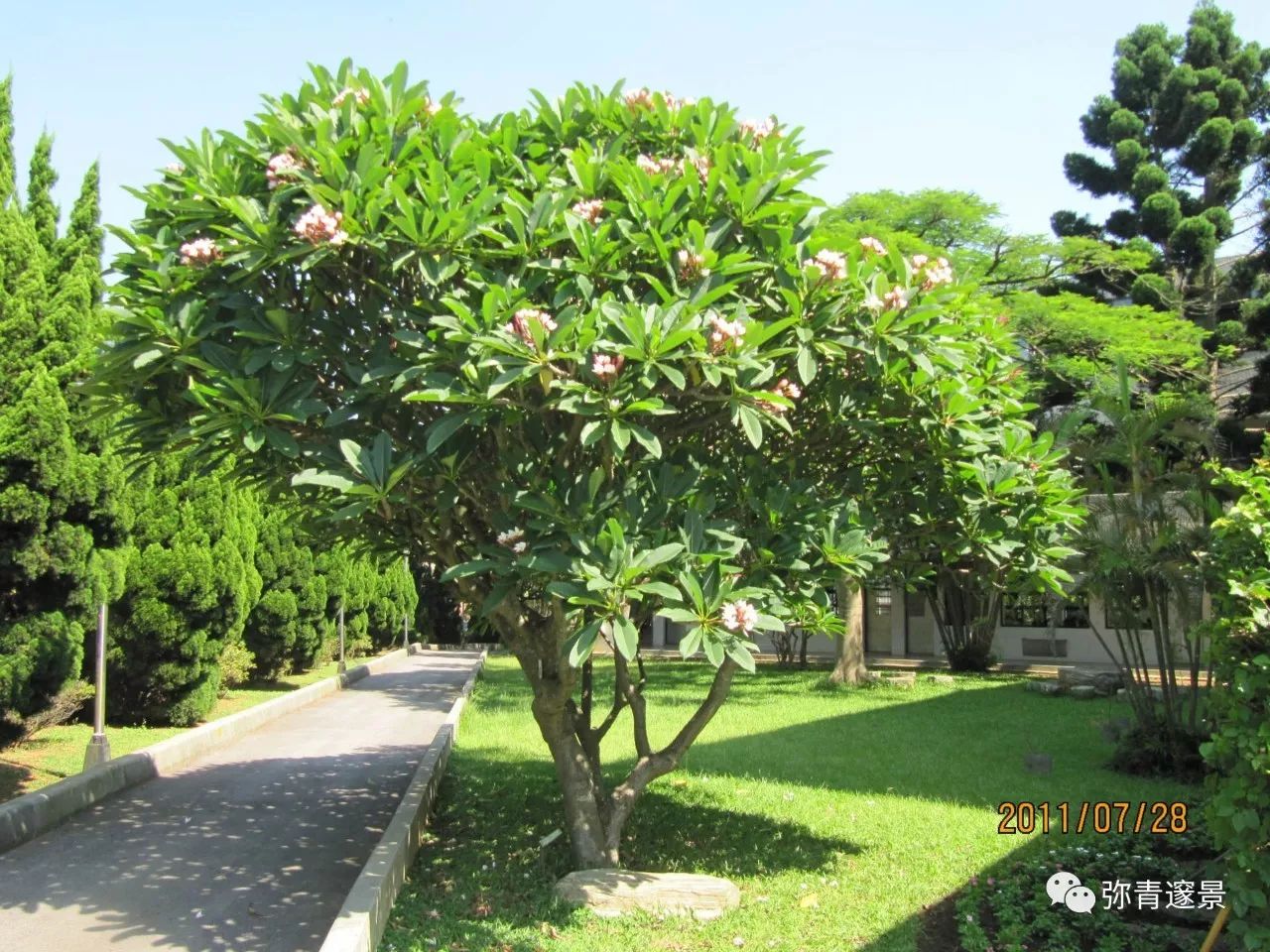 【重庆花卉种植联盟】苗木 | 植物特性与应用