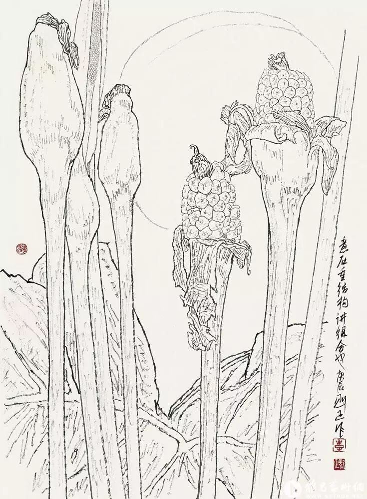 李魁正海芋白描