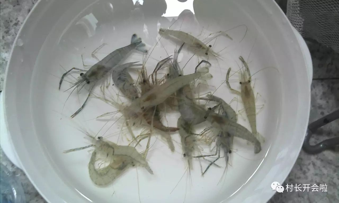 你可钓过麻虾?