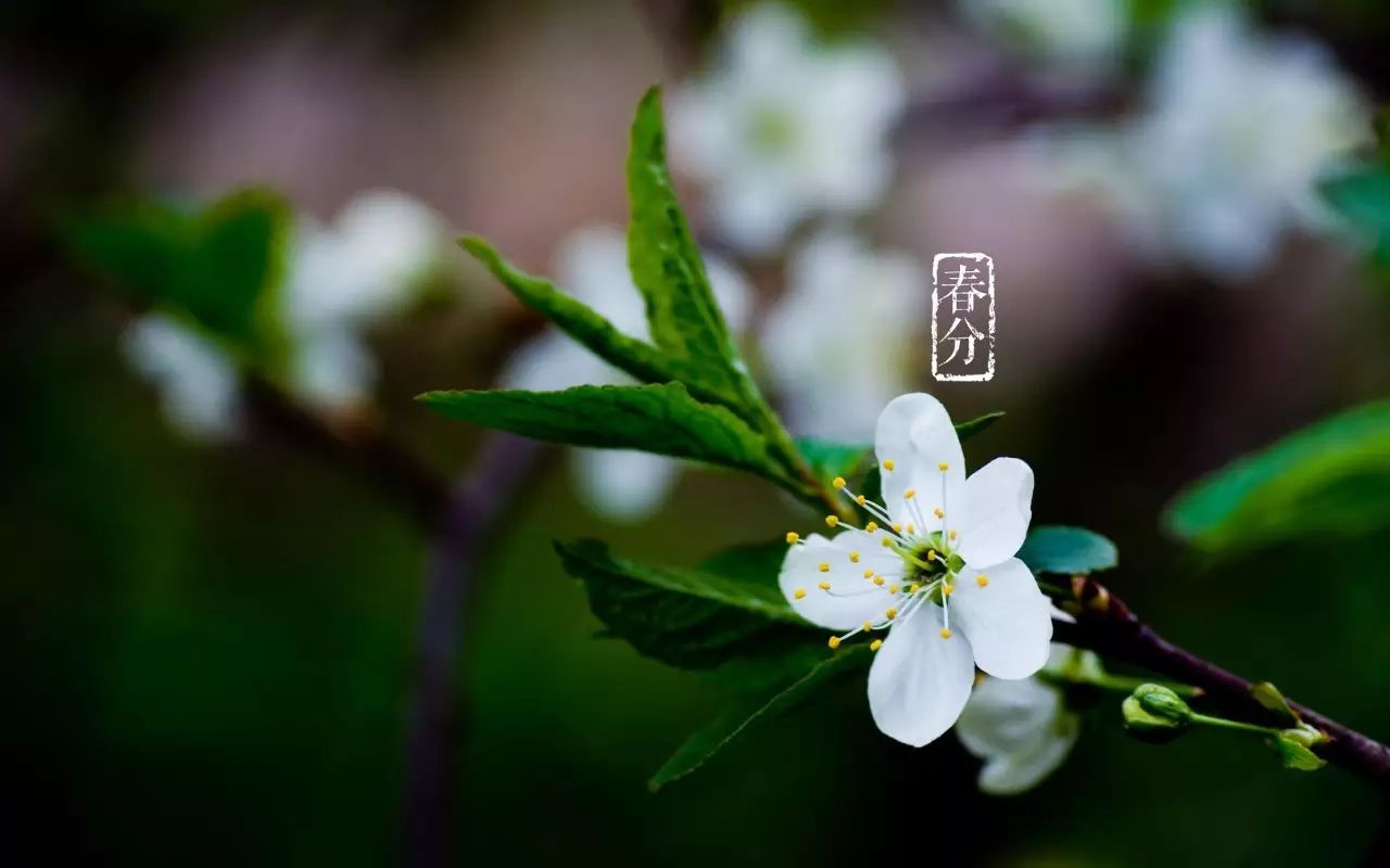 【诗词鉴赏】春分花事今多少 溪城一望草如烟