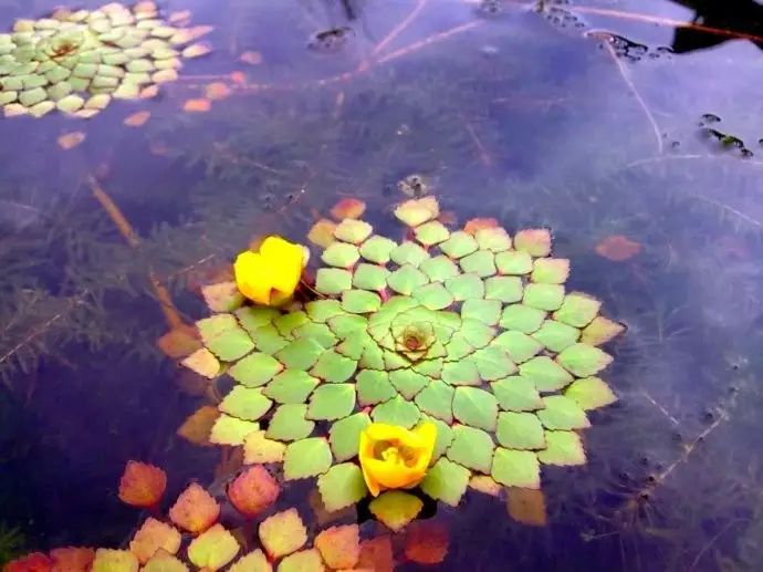 【诗词鉴赏】菱花随水去 红尘几度凉【保定重金属开采