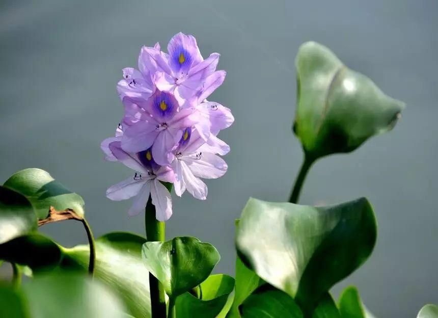 【诗词鉴赏】菱花随水去 红尘几度凉【保定重金属开采联盟】