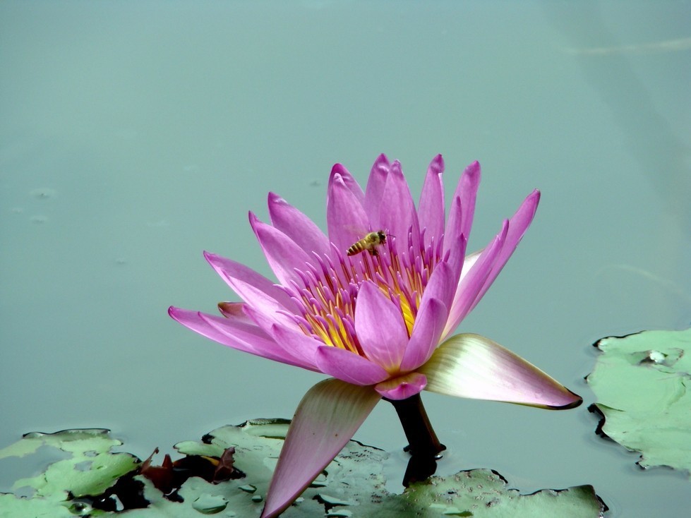 【诗词鉴赏】菱花随水去 红尘几度凉【保定重金属开采