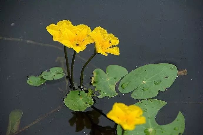 【诗词鉴赏】菱花随水去 红尘几度凉【保定重金属开采