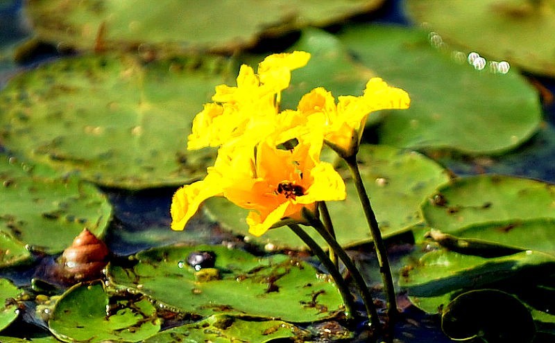 【诗词鉴赏】菱花随水去 红尘几度凉【保定重金属开采联盟】