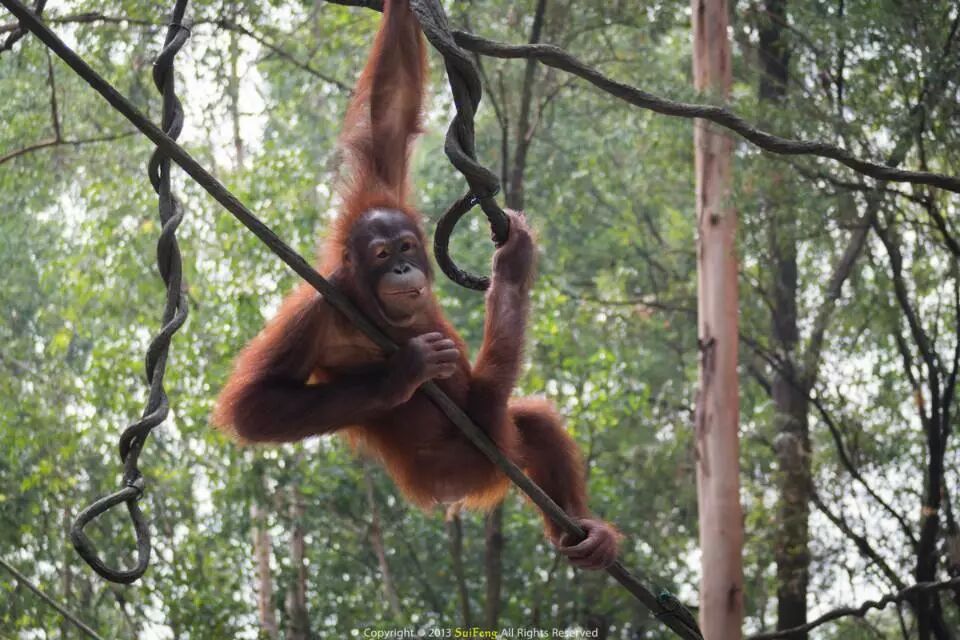 公园以大规模野生动物种群放养和自驾车观赏为特色,集动,植物的保护