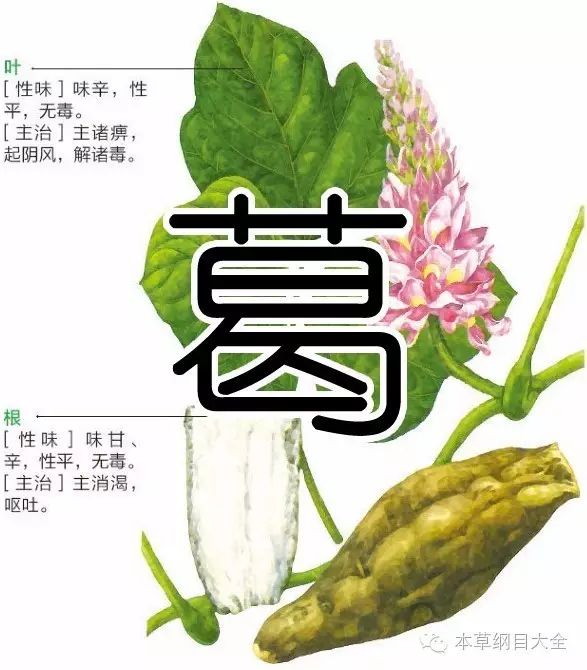 葛又称鸡齐,鹿藿,黄斤,葛藤,甘葛,野葛《本草纲目大全-草篇》