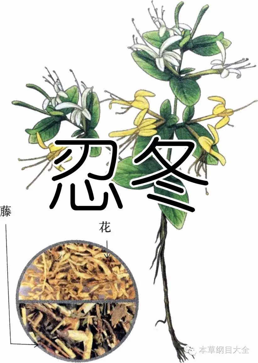 忍冬藤又称千金藤,金银花藤,金银藤,金银花杆,老翁须,金钗股,大薜荔